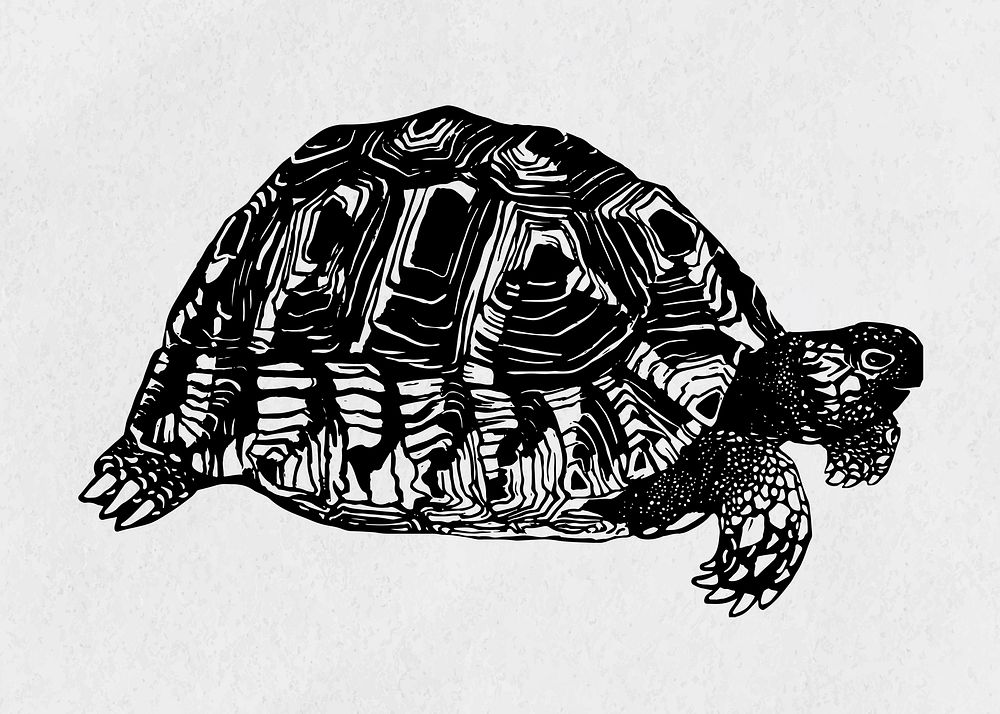 Turtle black linocut vector vintage drawing