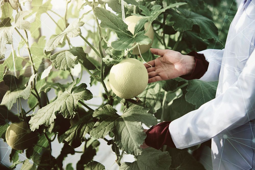 Scientist planting fresh melon in a glasshouse