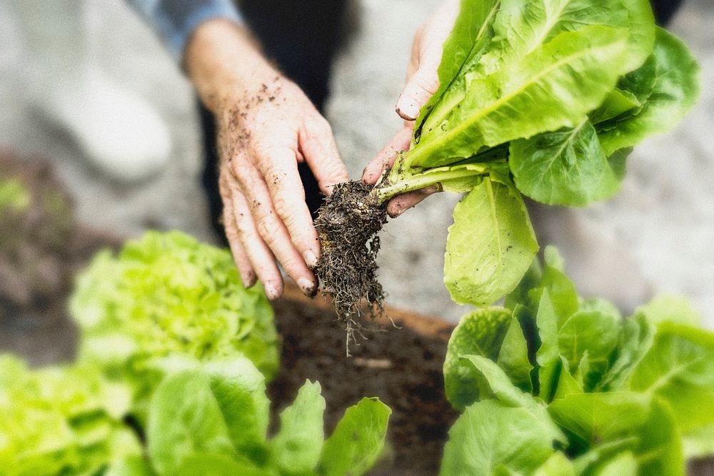 Gardener collecting organic vegetables