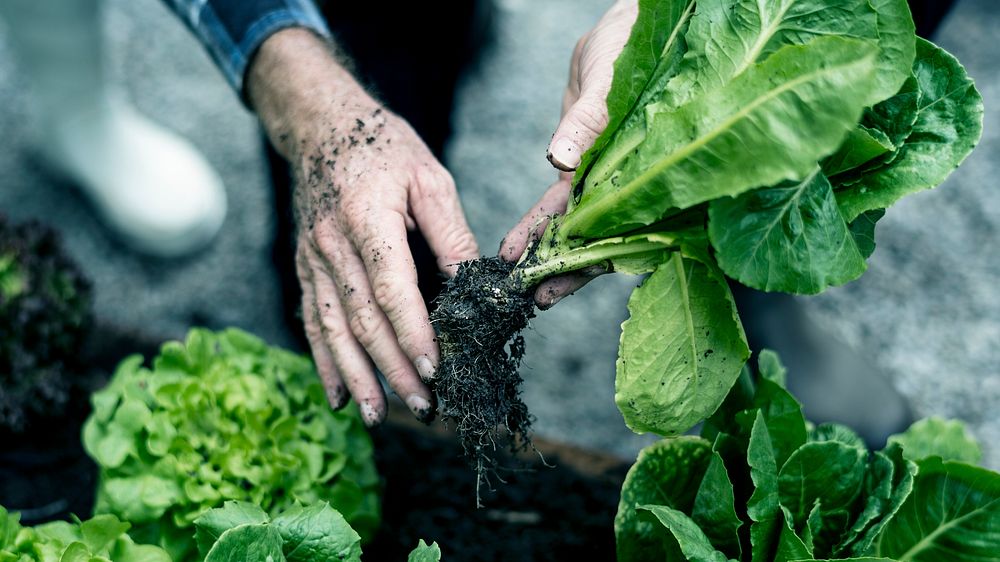 Farmer collecting organic lettuce from soil
