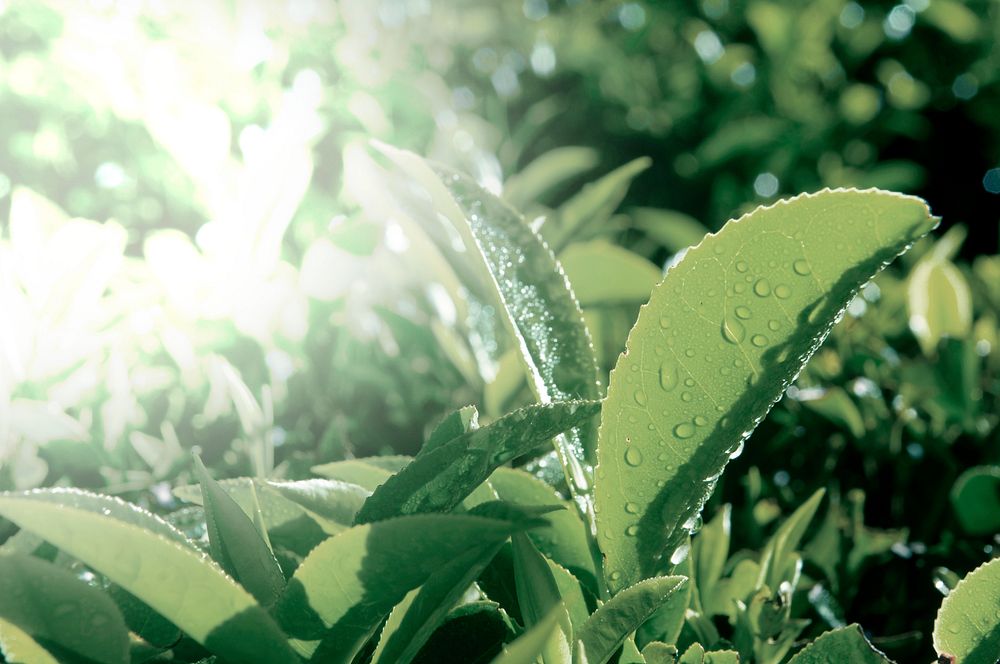 Organic green leaves with dew drops background