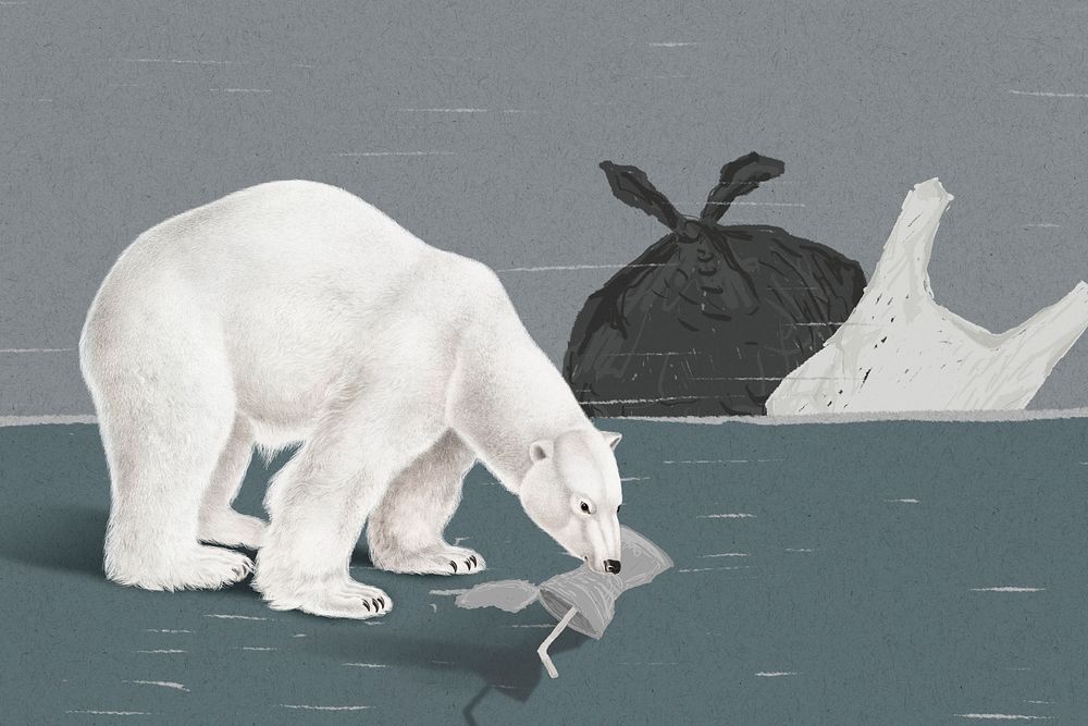 Endangered starving polar bear psd eating trash to survive in global warming