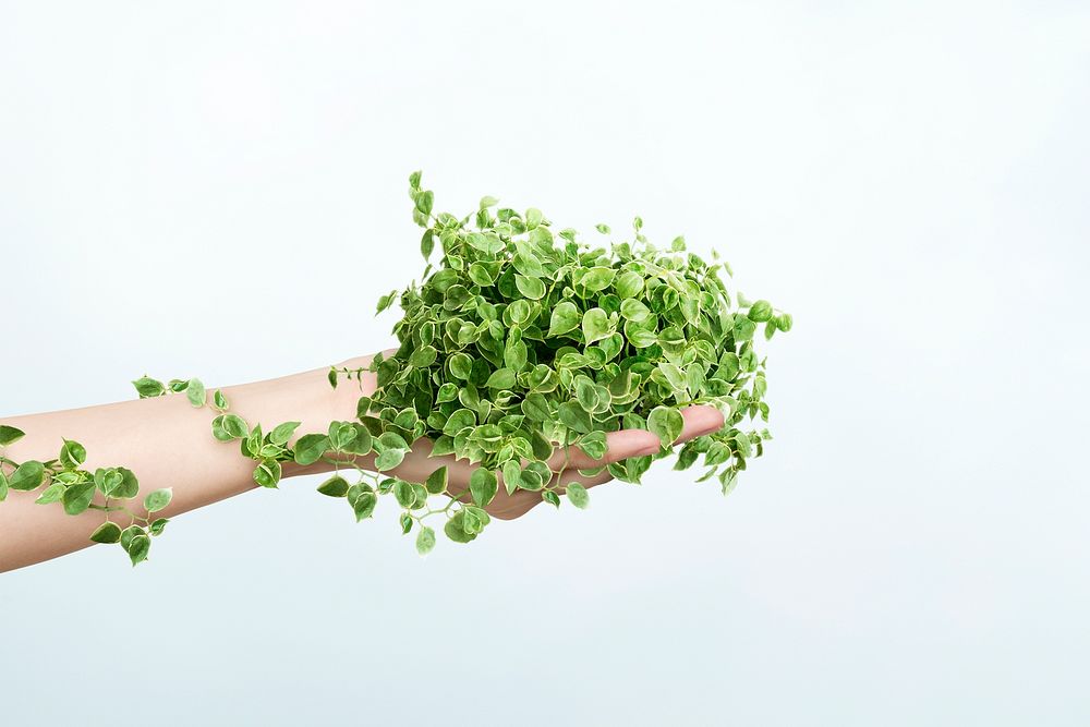 Sustainable living environmentalist hand psd holding plant