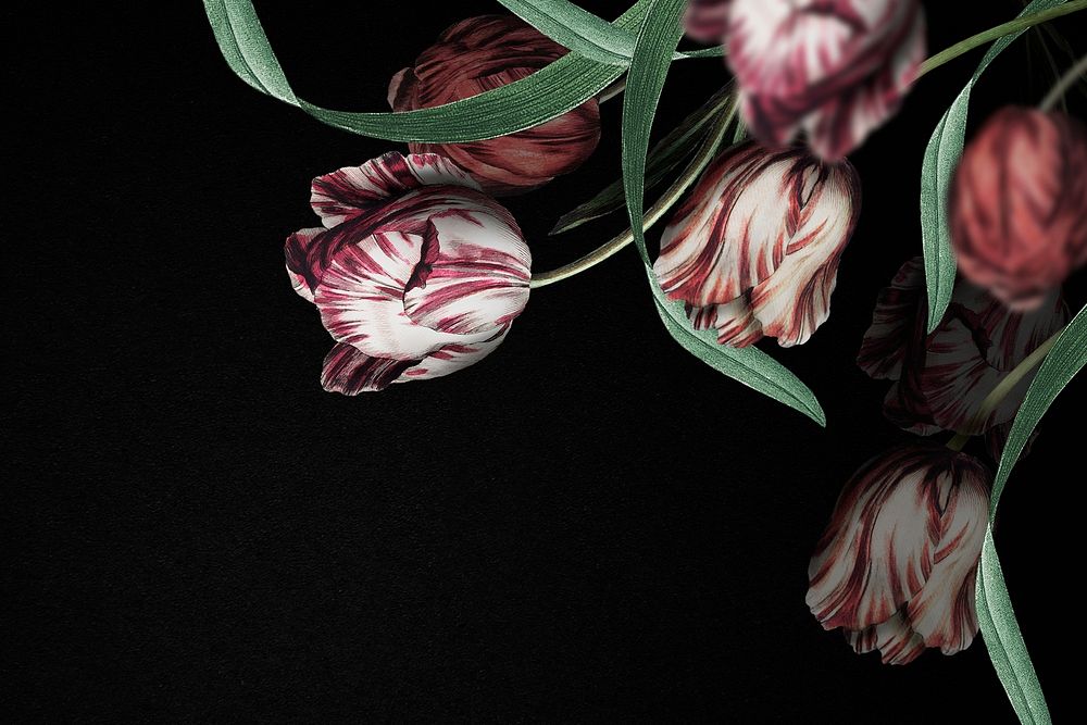 Tulip border psd dramatic flower background