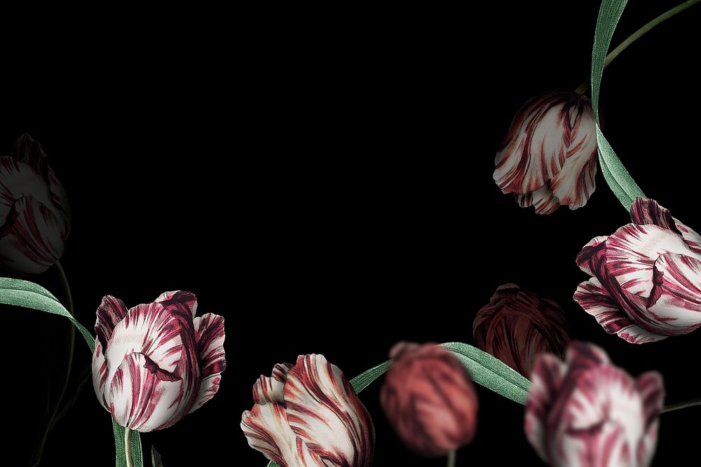 Tulip border psd dramatic flower background