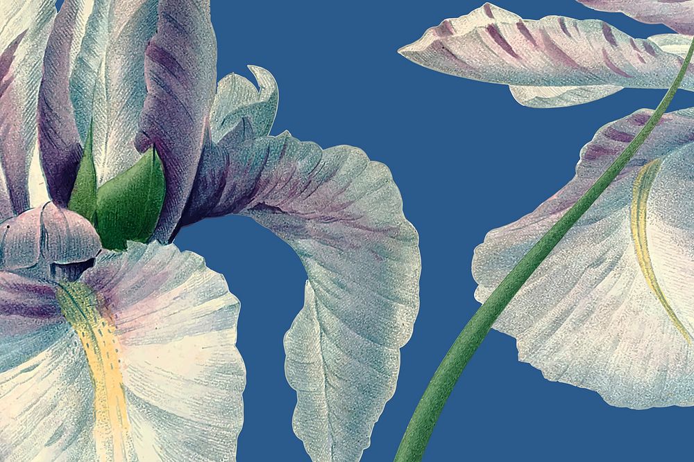 Spring floral background vector with iris flower illustration, remixed from public domain artworks