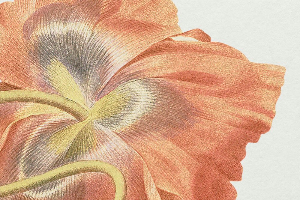 Vintage poppy flower background psd illustration, remixed from public domain artworks