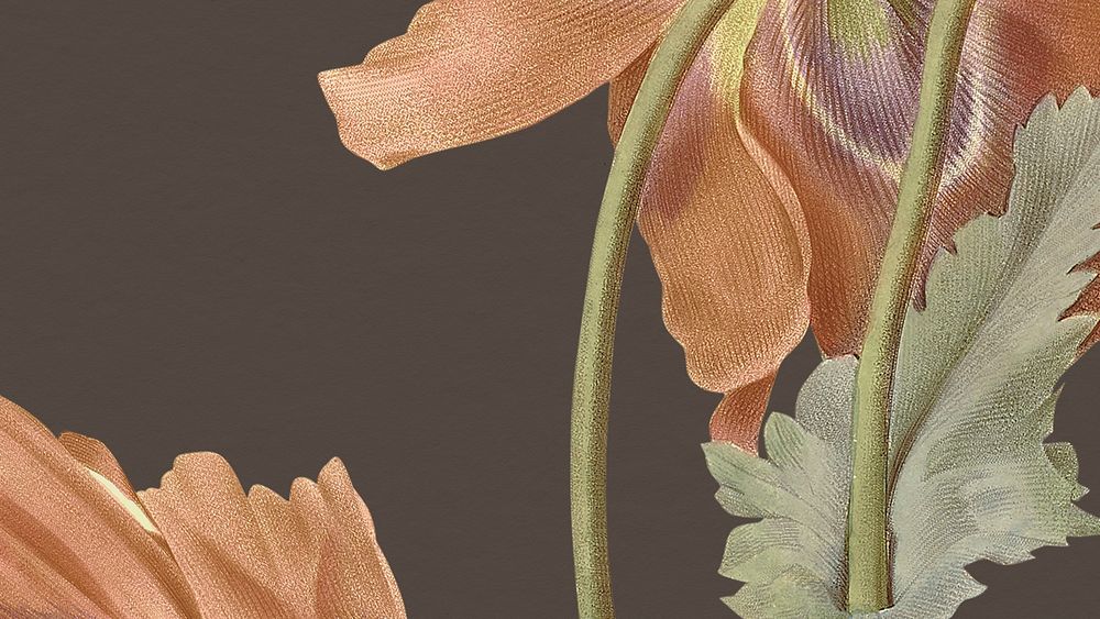 Vintage floral background with poppy illustration, remixed from public domain artworks