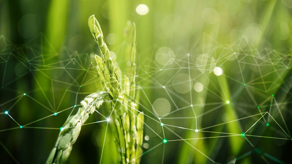 Agriculture IoT with rice field background