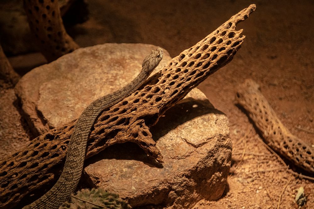 This Hopi Rattlesnake, whose habitat is normally deserts and grasslands, lives at the Phoenix Zoo in Phoenix, Arizona.