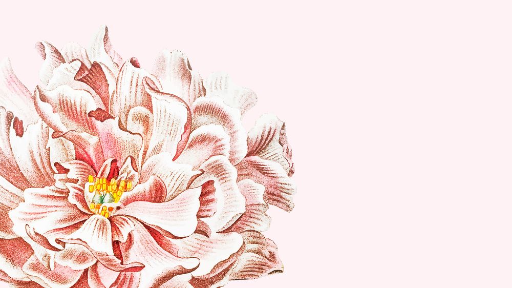 Blooming floral peony wallpaper in pink background vector
