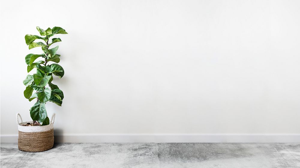 White empty room desktop wallpaper, plant home decoration background