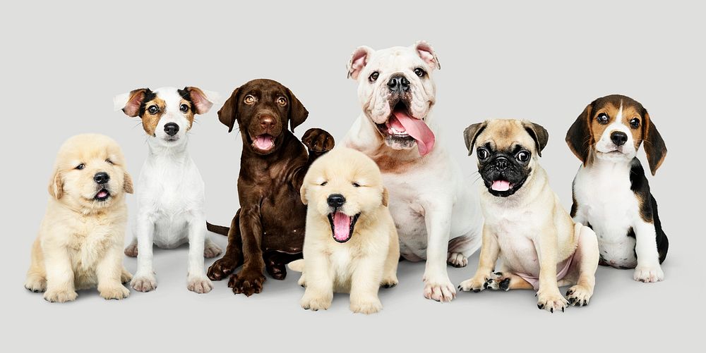 Group portrait of adorable puppies