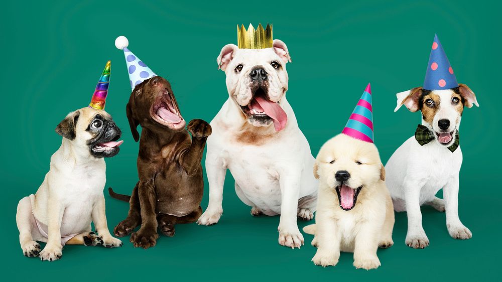 Group of puppies celebrating a new year