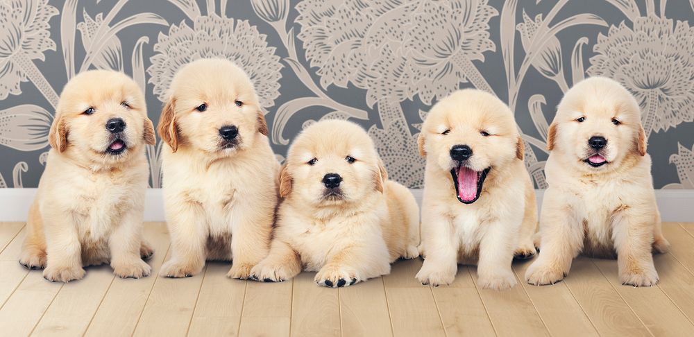 Portrait of five adorable golden retriever puppies