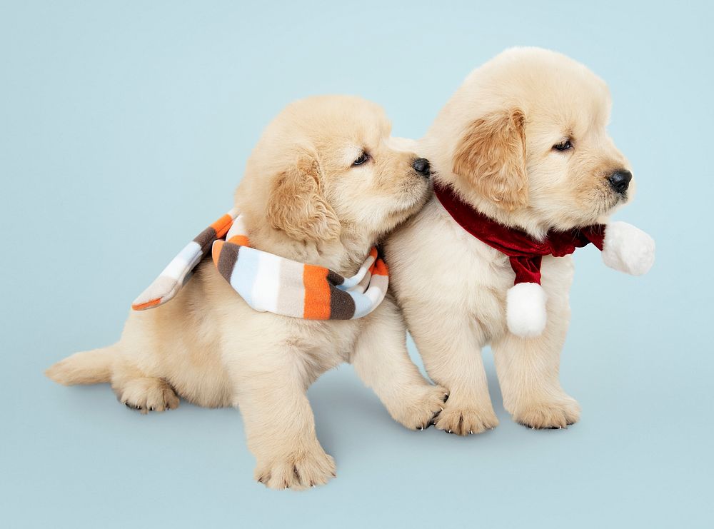 Two Golden Retriever puppies wearing scarves