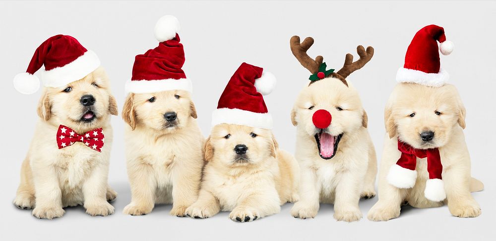 Puppies Christmas Wallpapers  Wallpaper Cave