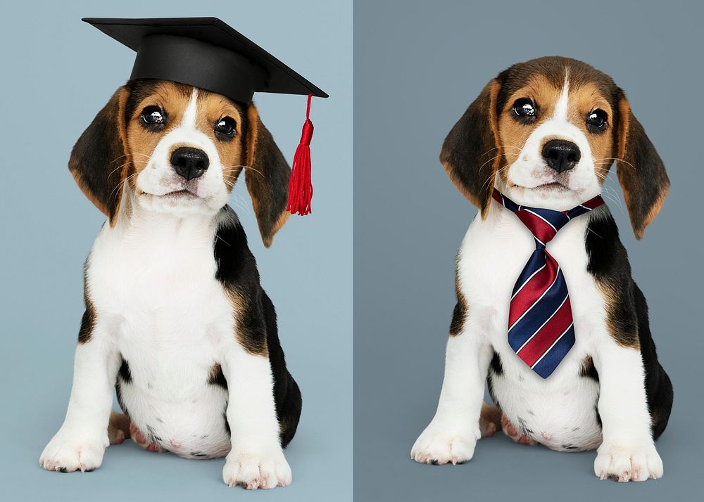 Cute Beagle puppies in graduation cap and a striped necktie