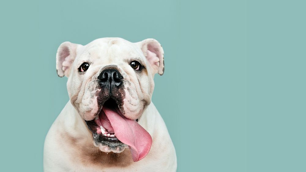 Adorable white Bulldog puppy portrait