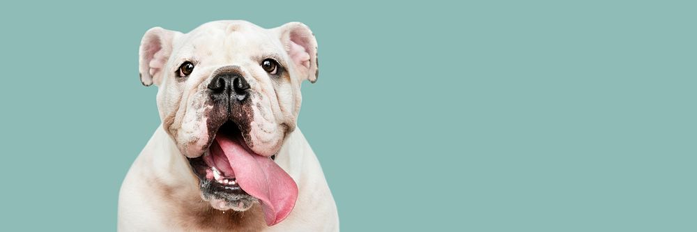 Adorable white Bulldog puppy portrait social banner