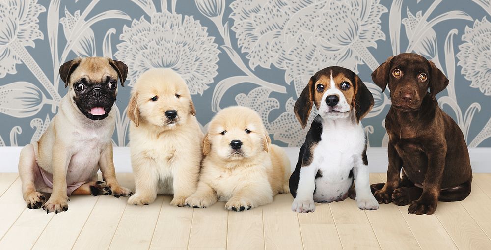 Group portrait of five adorable puppies