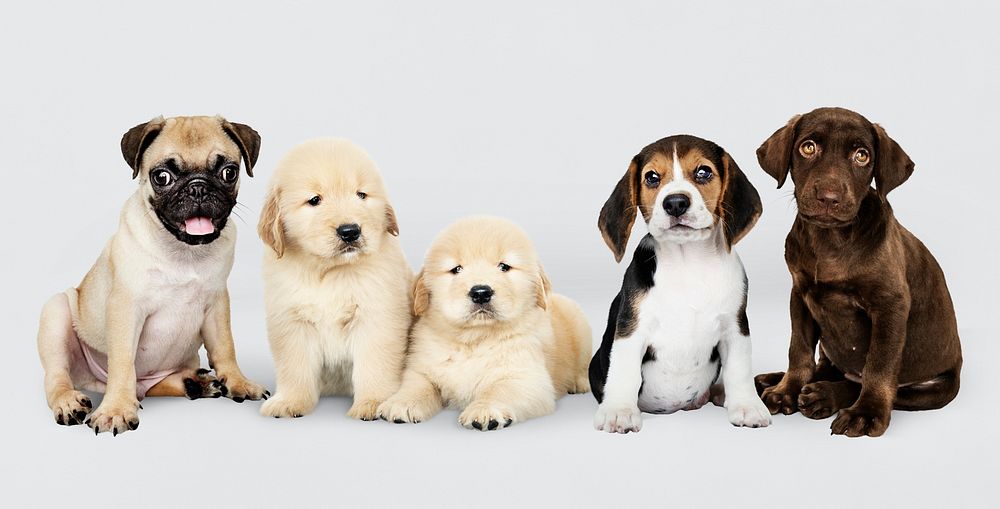 Group portrait of five adorable puppies