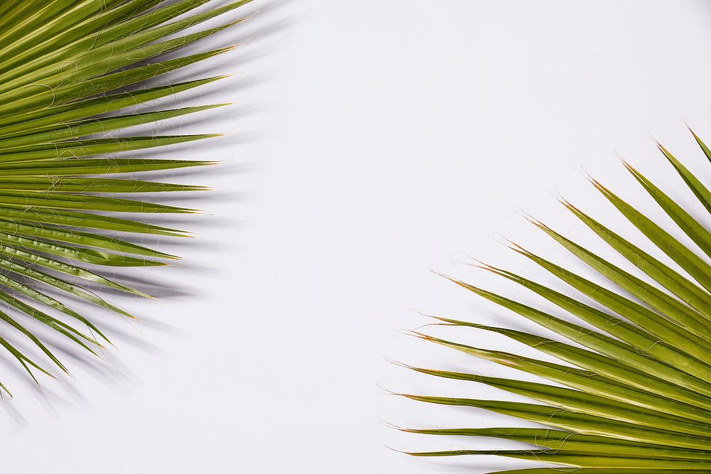 Close up of palm leaves background