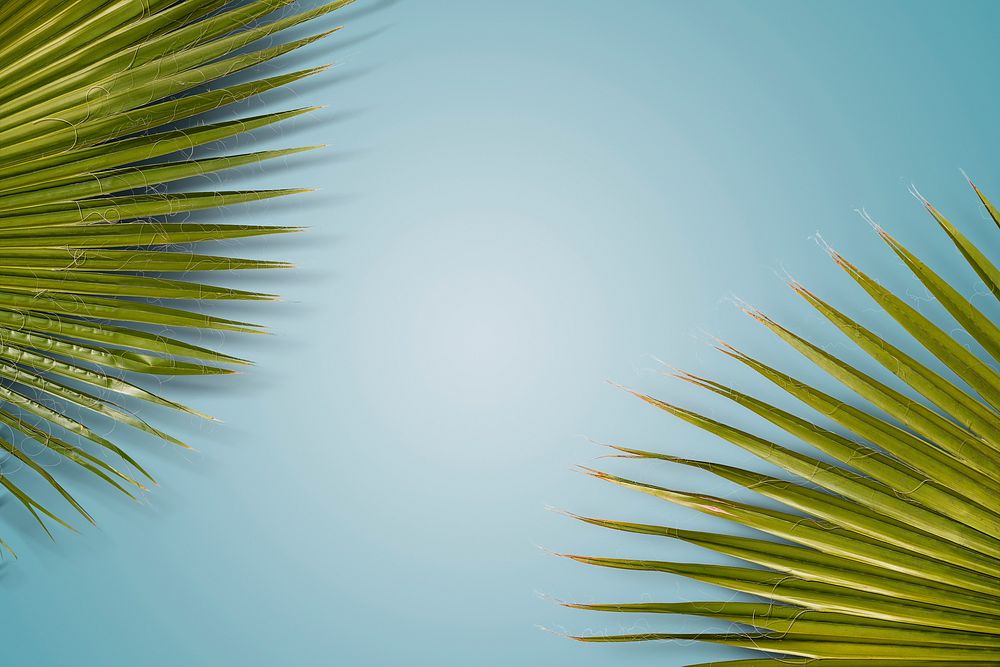 Close up of palm leaves background