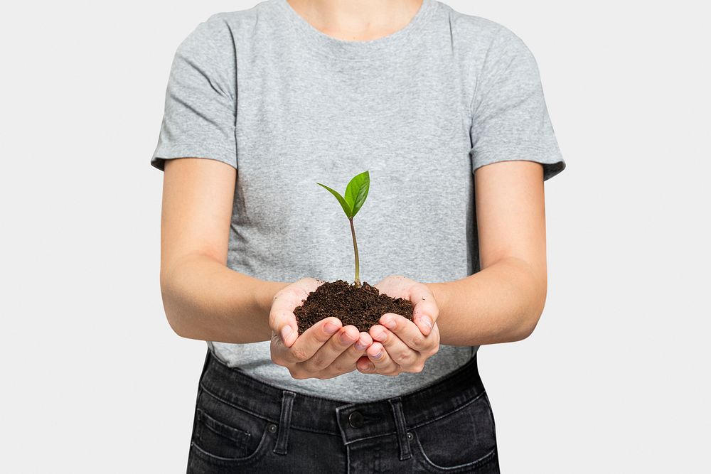 Plant in hand for reforestation to prevent the climate change