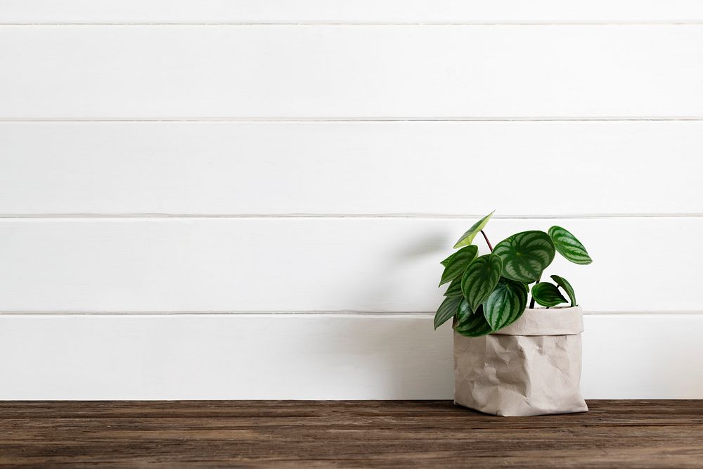 Houseplant delivery service to home