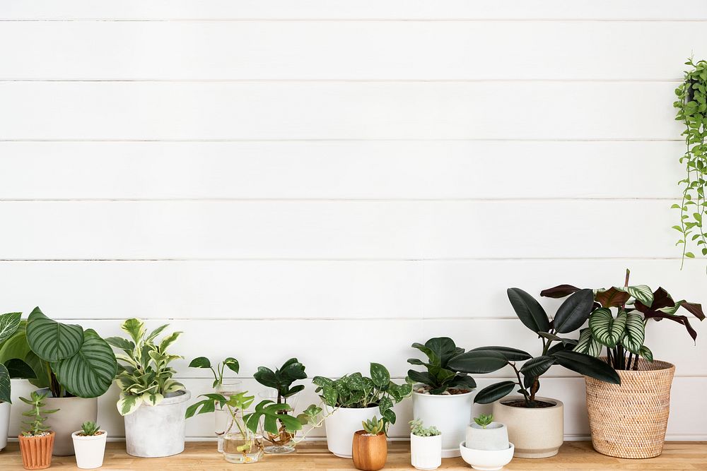 Houseplants with blank white wooden wall