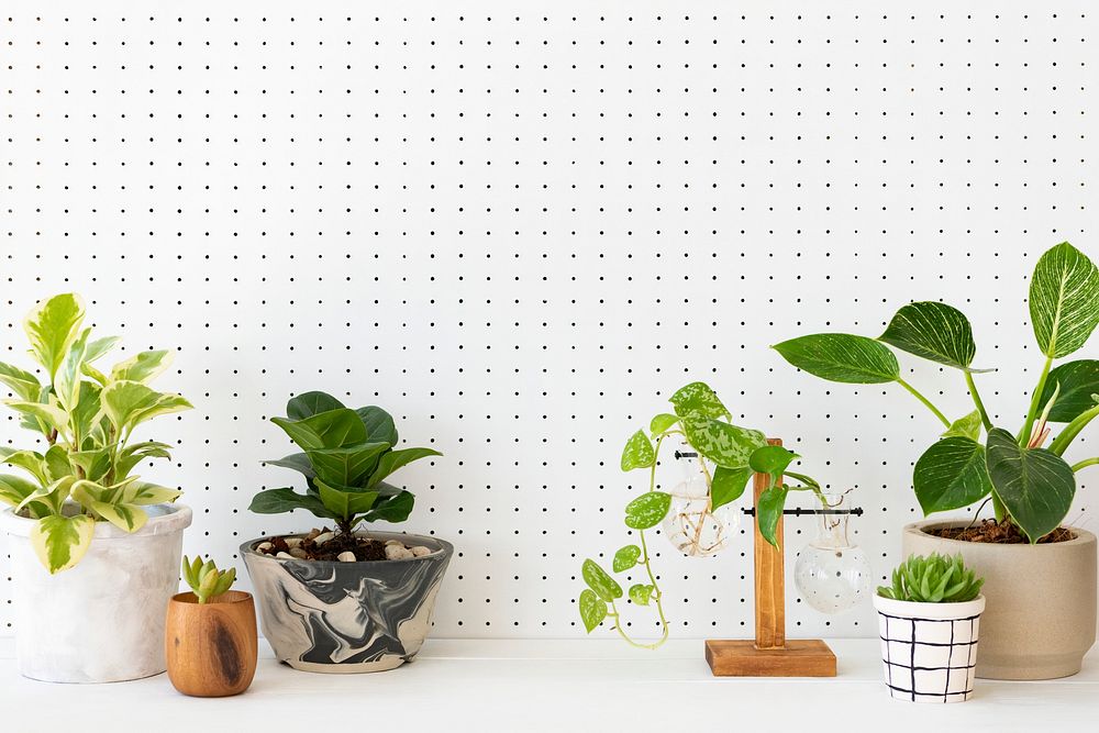 Potted houseplants on the table in white background