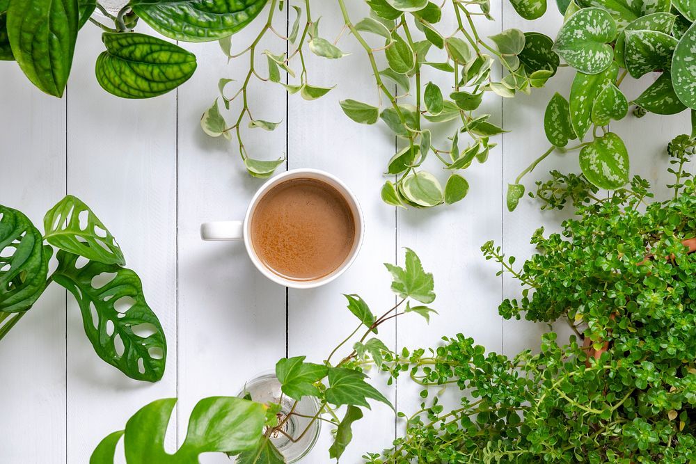 Morning coffee with houseplants background