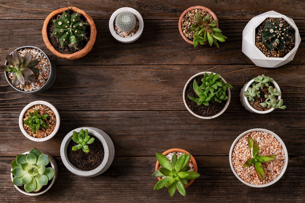 Potted plants flat lay background with blank space