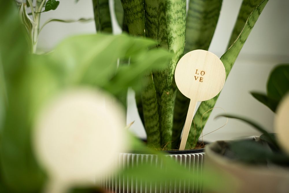 Potted plant with a message love