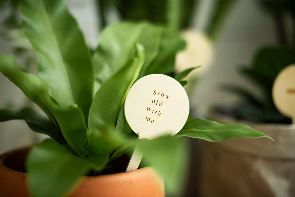 Potted plant with a message grow old with me