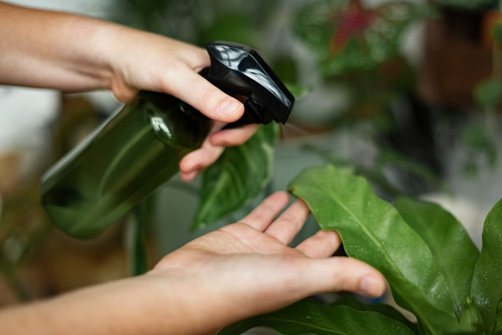 Plant misting on a houseplant