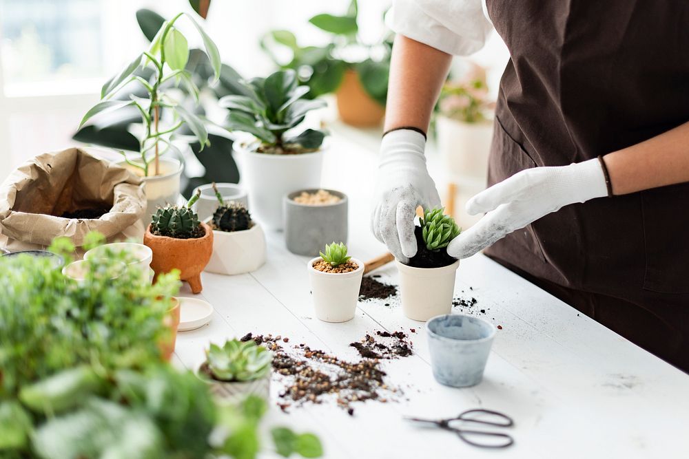 Houseplant repotting DIY gardening activity for plant parents