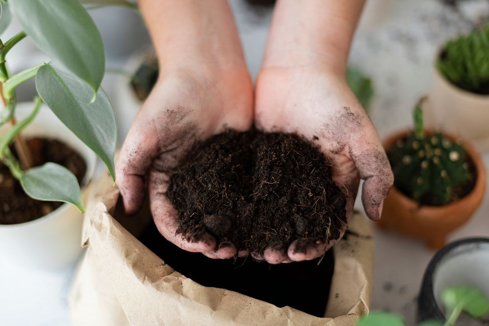 Hand holding gardening soil for houseplant