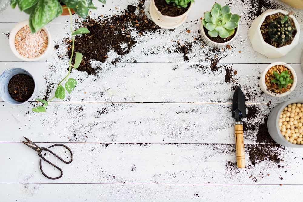 DIY gardening table flat lay with potted plants 