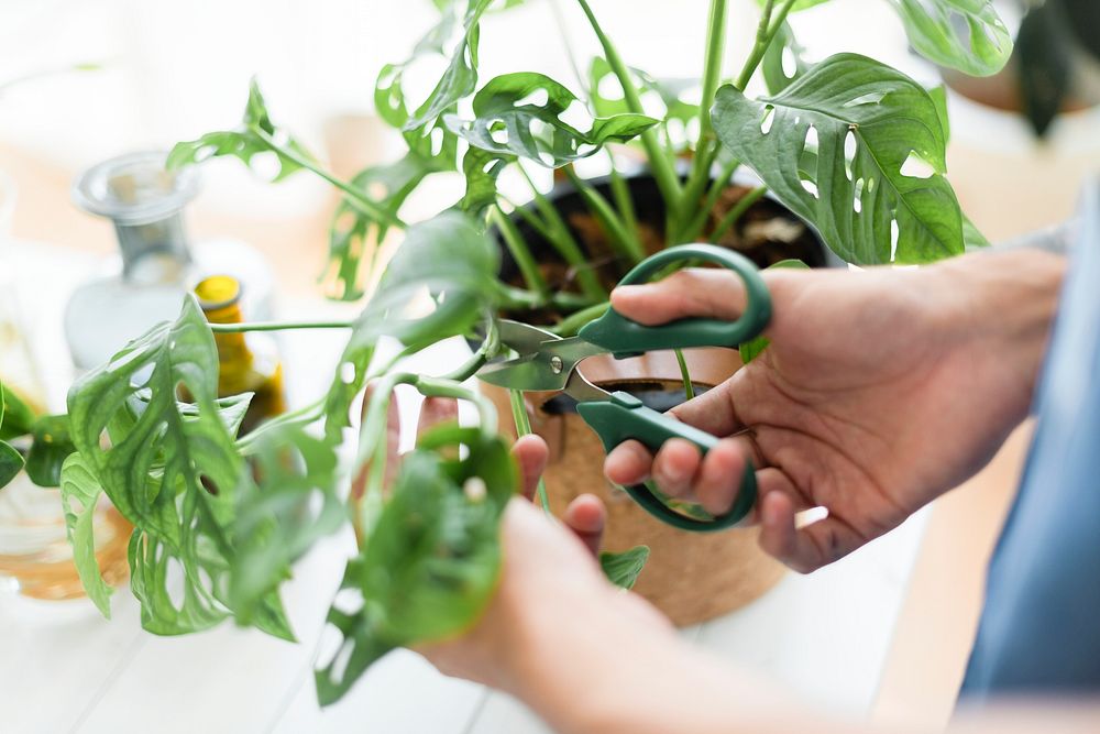 Plant nursery worker cutting a monstera leaf