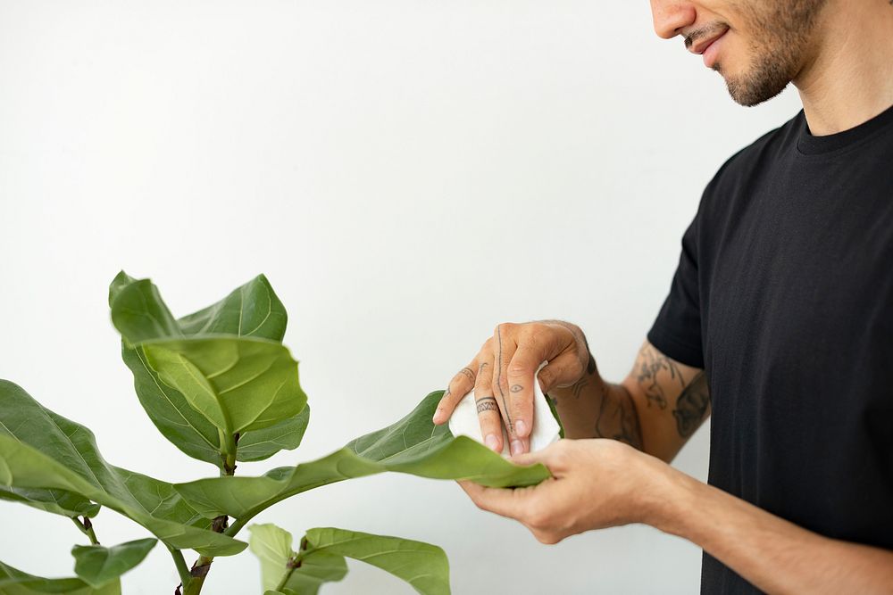 Man cleaning the leaf of potted plant