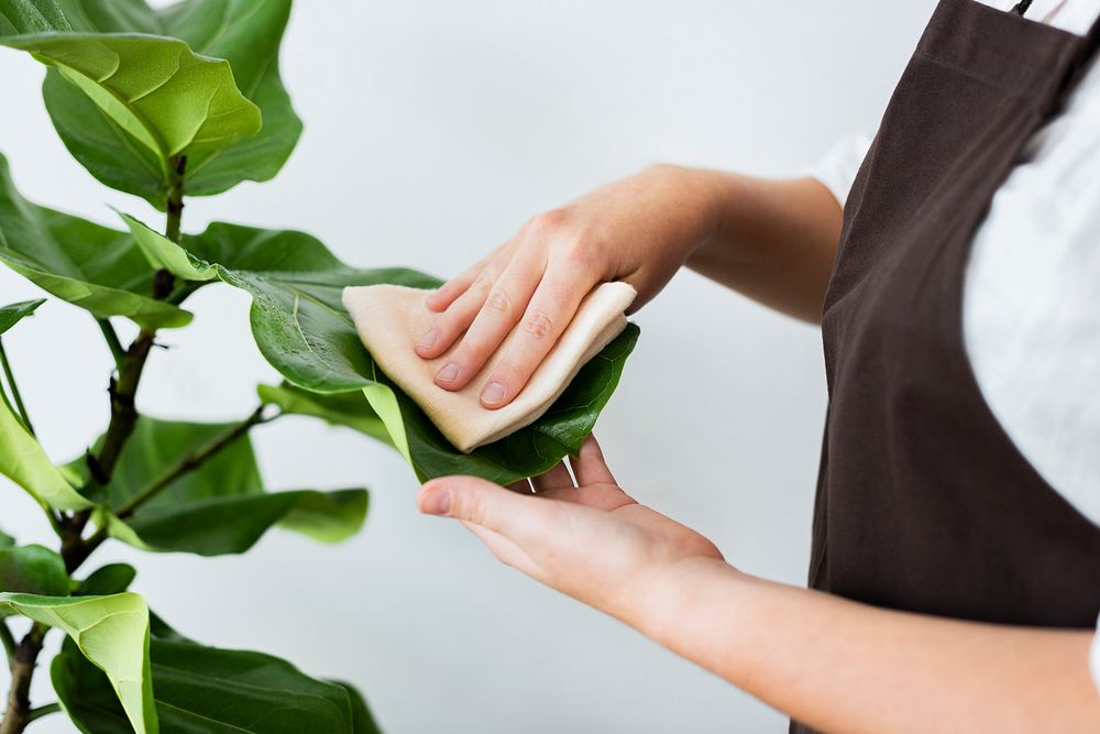 Plant shop owner cleaning the leaf of potted plant