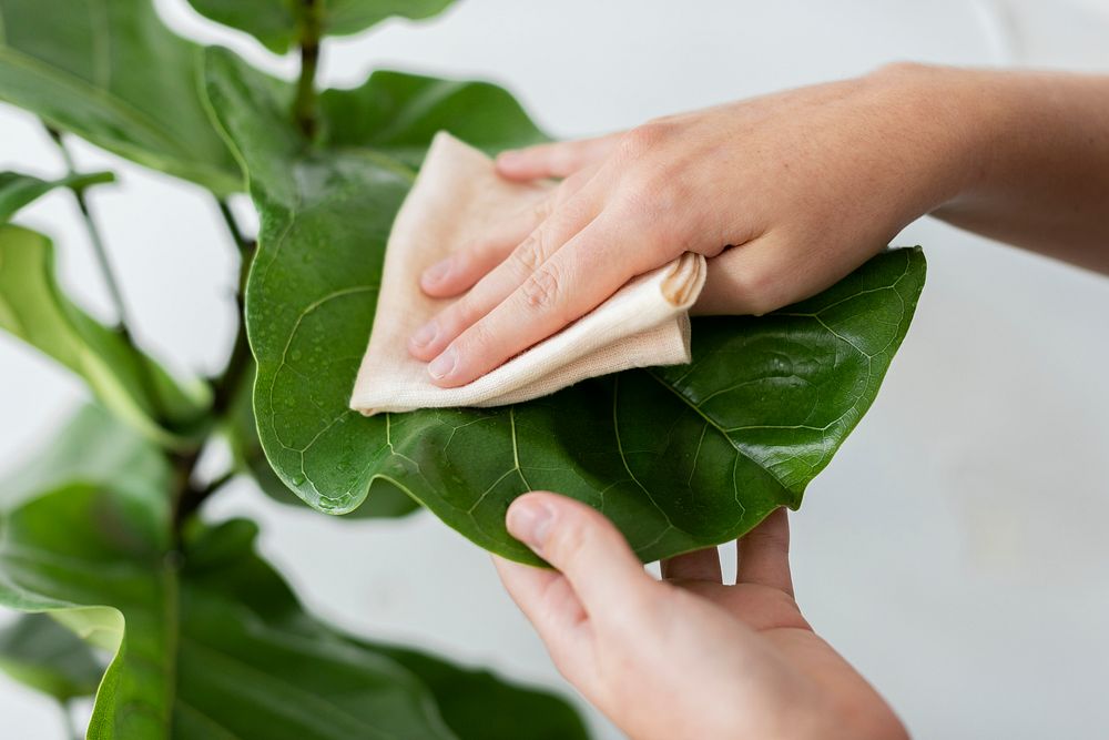 Woman cleaning the houseplant leaf