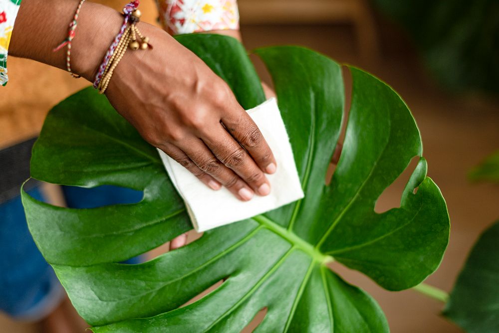 Woman cleaning the houseplant leaf