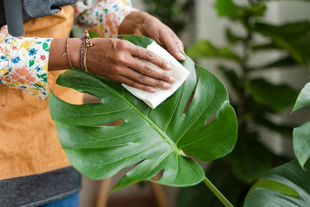 Plant shop owner cleaning the leaf of potted plant