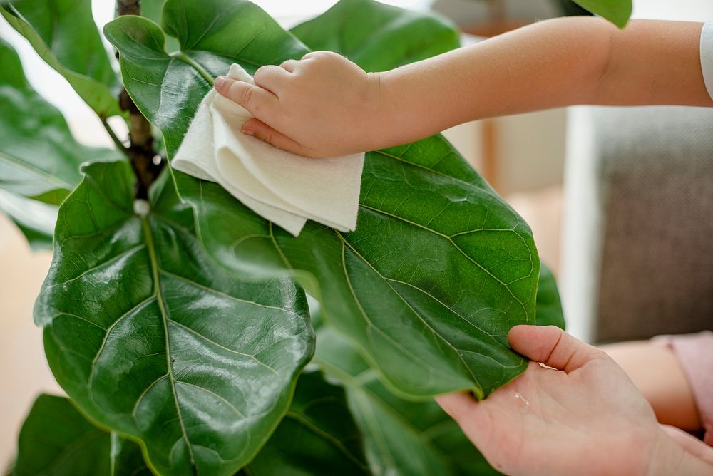 Little girl cleaning the leaf of potted plant