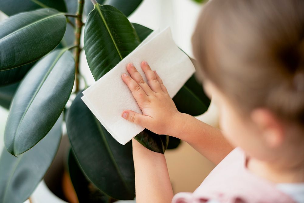 Kid cleaning indoor plants at home