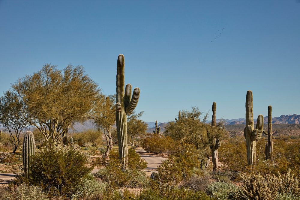 Saguaro catci proliferate throughout the course at the We-Ko-Pa Golf Club in the Sonoran Desert outside Fort McDowell…