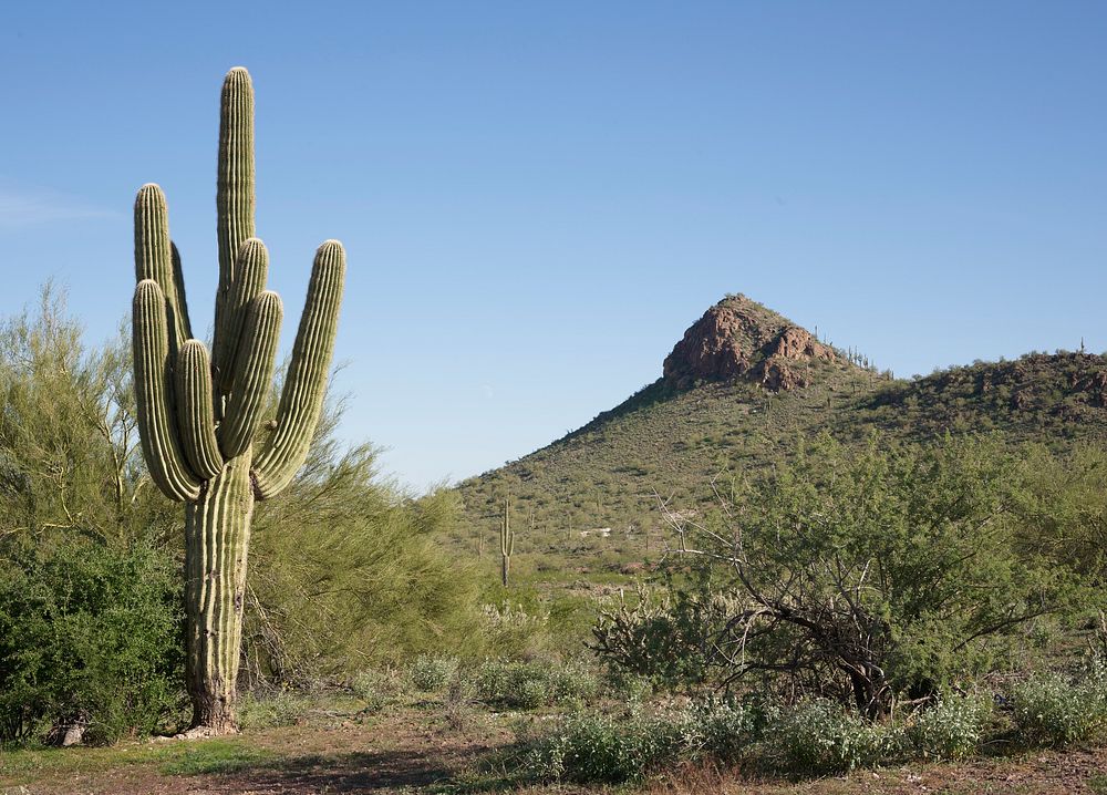A handsome specimen of the saguaro cactus, famous for its uplifted &ldquo;arms,&rdquo; in desert country near Morristown…